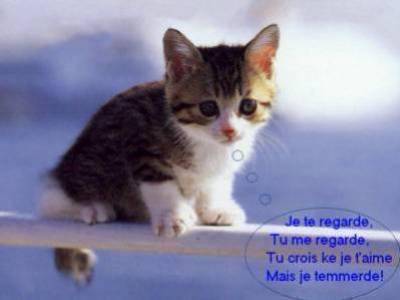 se chat é ma concience
