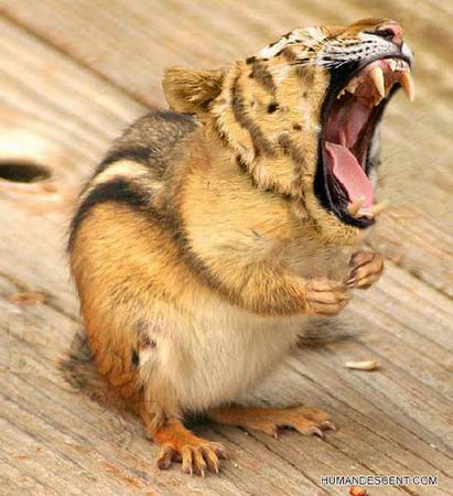 gentil le hamster  !!!!!